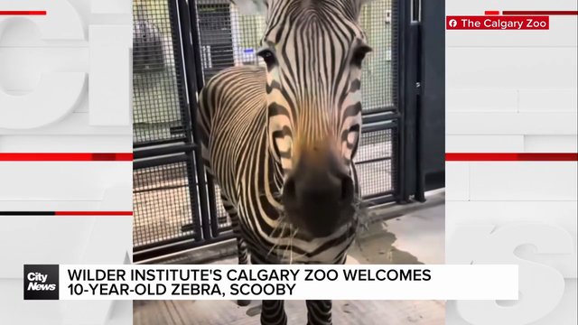 Wilder Institute's Calgary Zoo welcomes 10-year-old Zebra