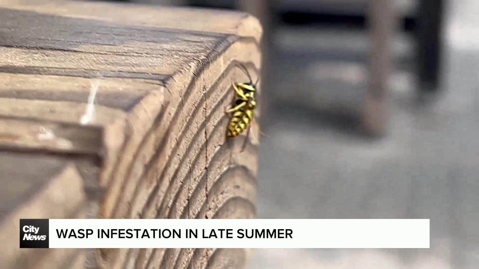 Wasp infestation in Edmonton causing resident to set DIY traps