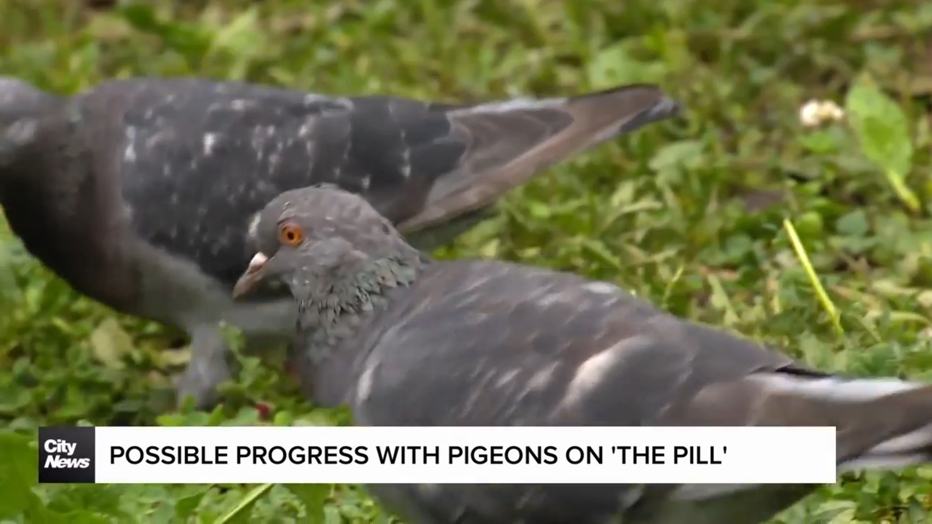 Possible progress putting pigeons on 'The Pill'