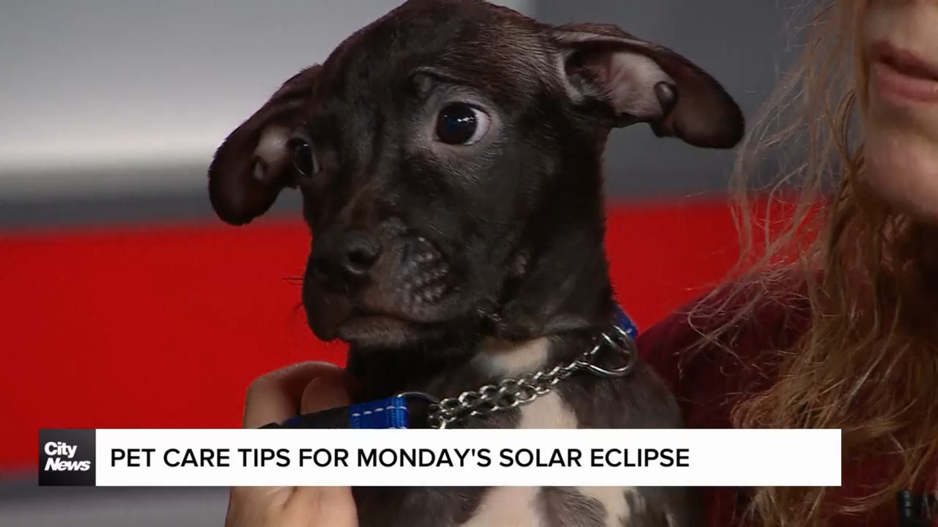 Tips on taking care of your pets during solar eclipse