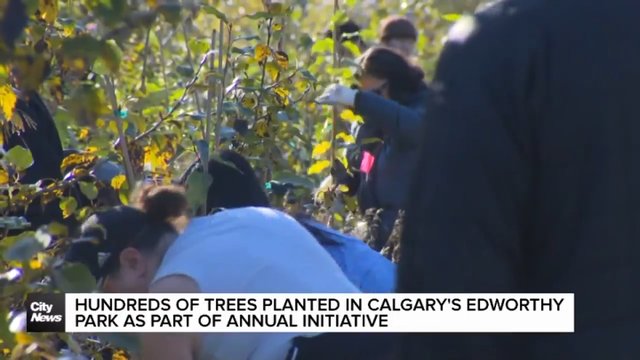 Hundreds of trees planted in Calgary’s Edworthy Park as part of annual initiative