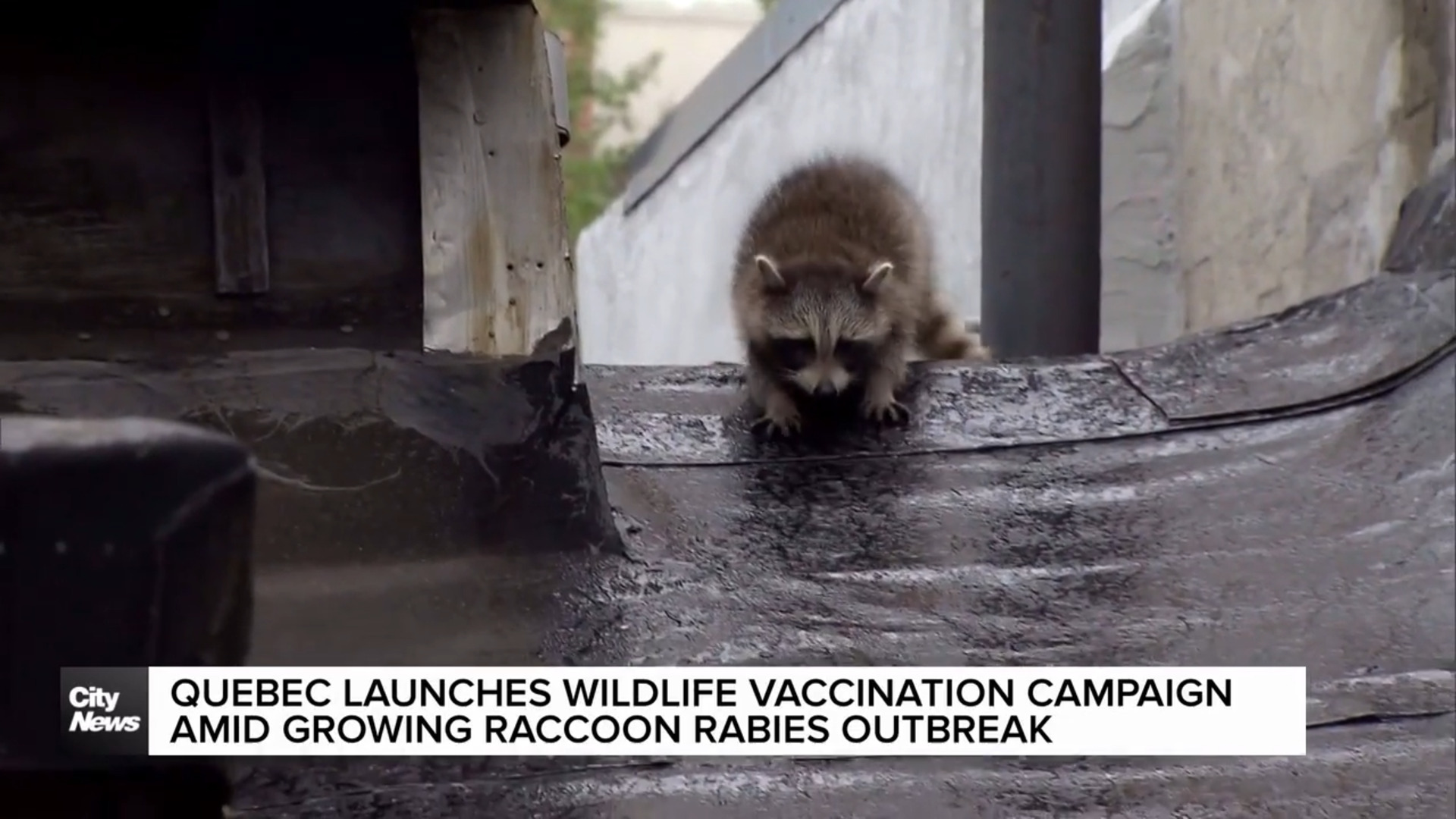 Quebec launches raccoon rabies vaccination campaign