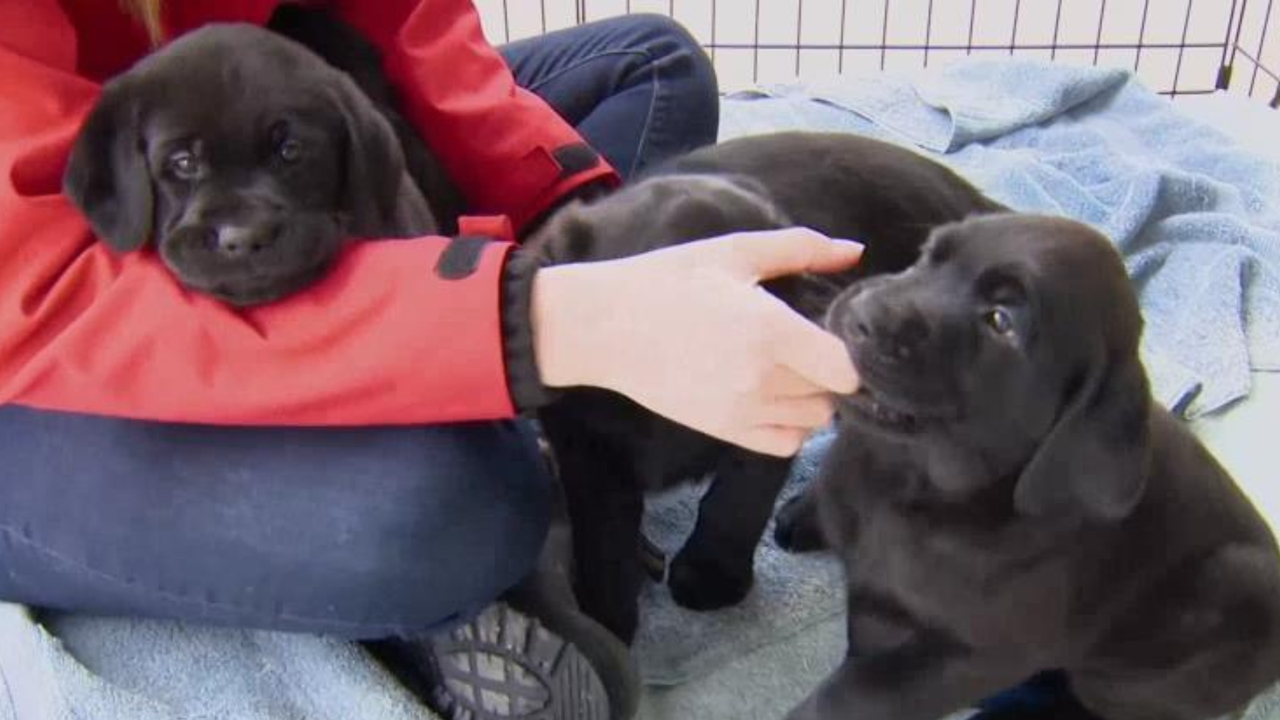 Dog guide puppies looking for foster homes | CityNews Toronto