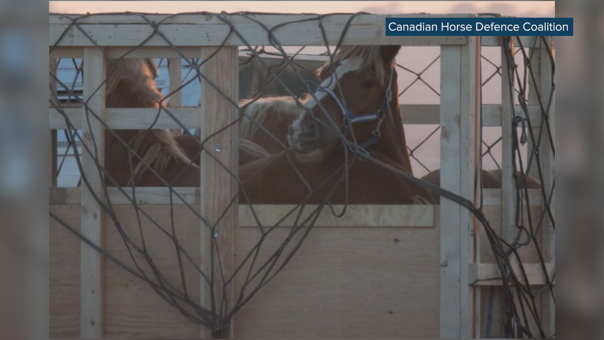 Animal welfare advocated bring charge against live-horse exporter from Manitoba
