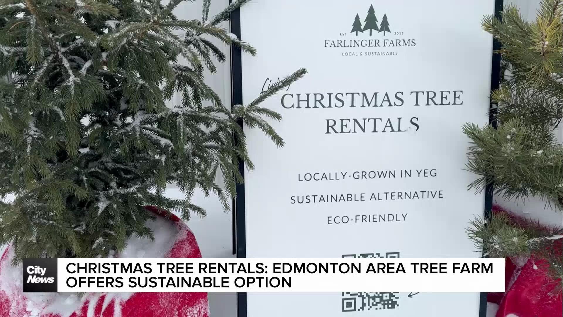 Christmas tree rentals a more sustainable option