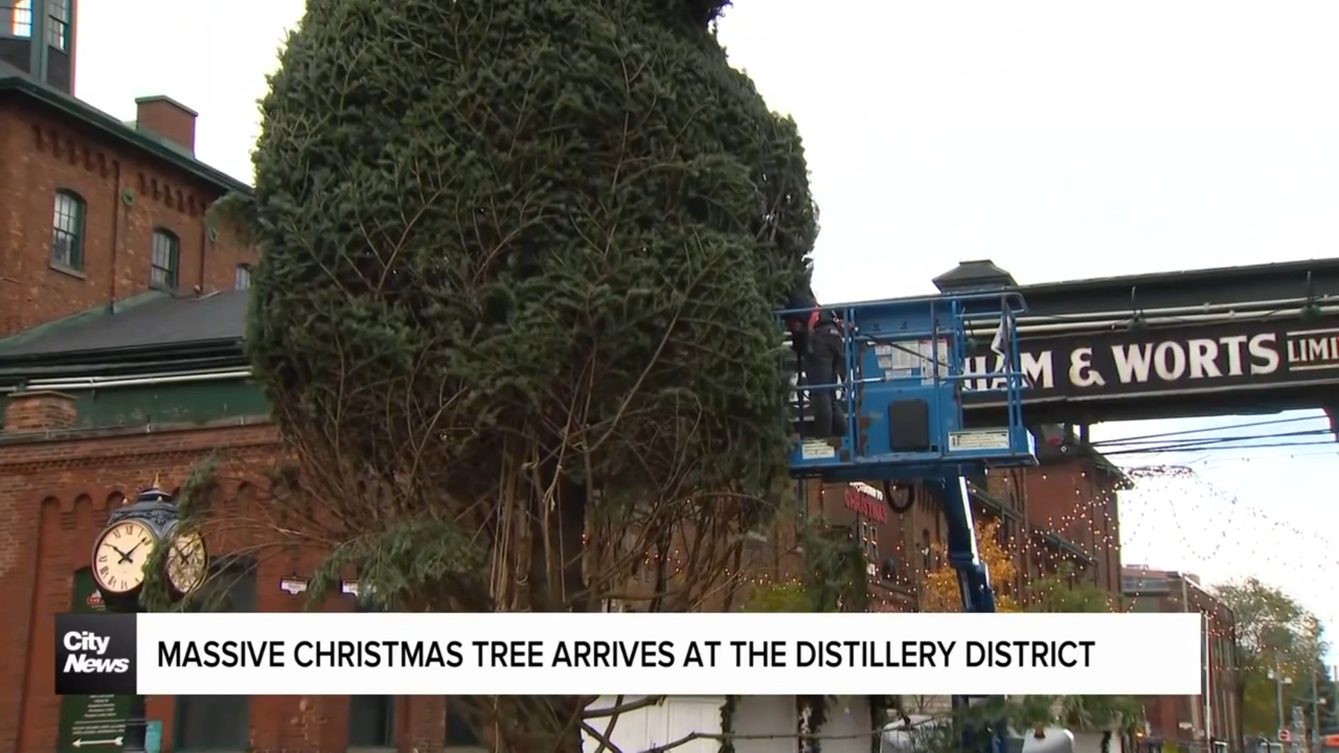 Christmas tree arrives at Toronto's Distillery District for Winter Village