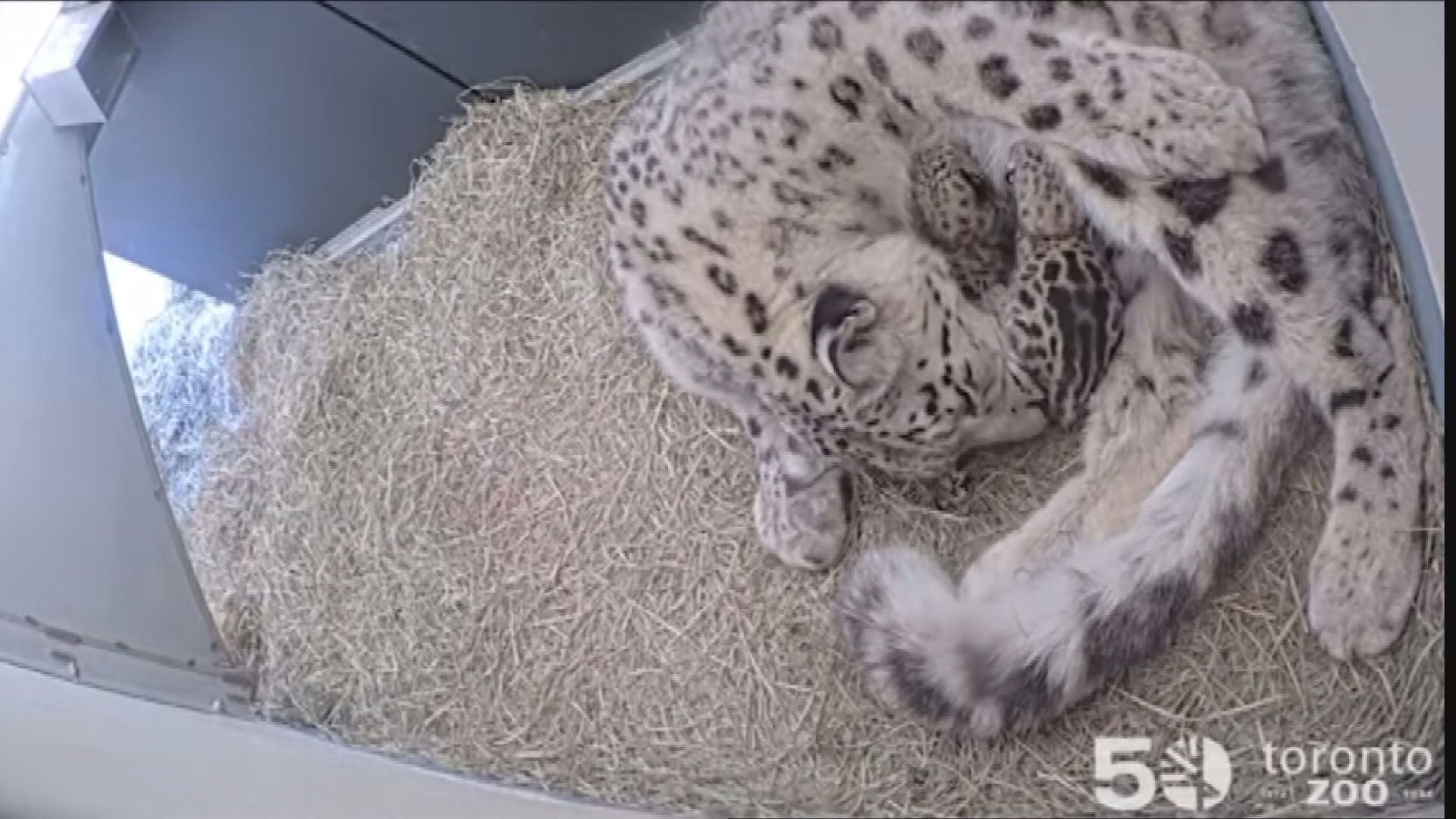 Toronto Zoo celebrating the birth of snow leopard cubs and it's 50th anniversary
