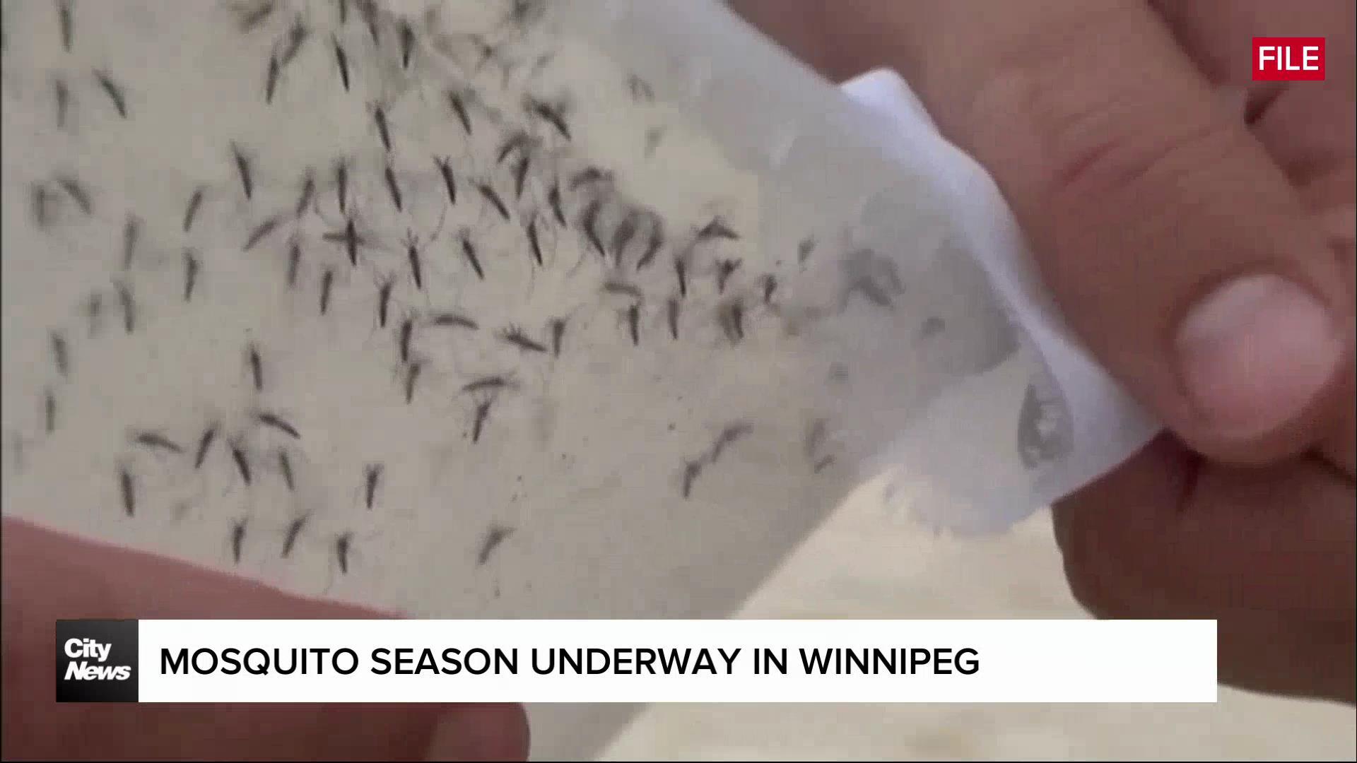 Mosquito season underway in Winnipeg