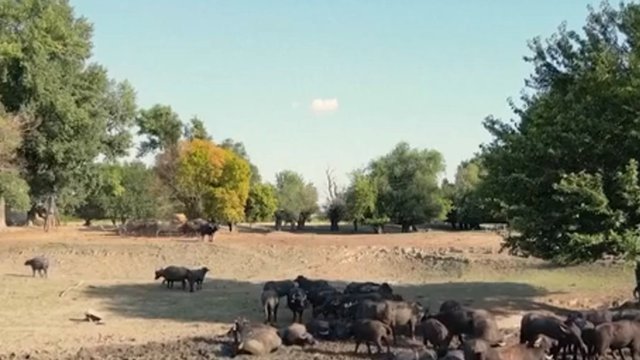 Europe heatwave threatens power supplies