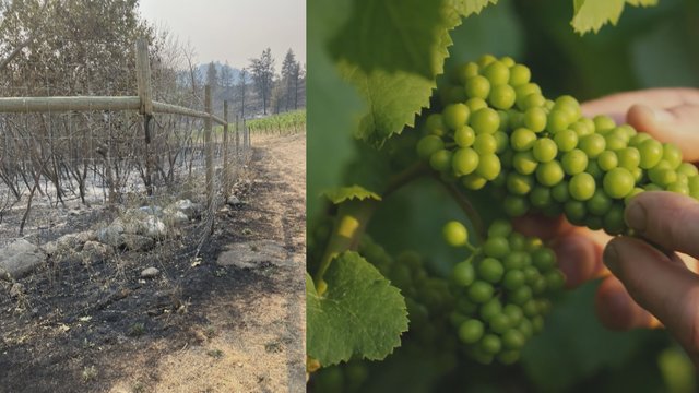 Okanagan businesses hoping for tourism rebound after devastating wildfire season
