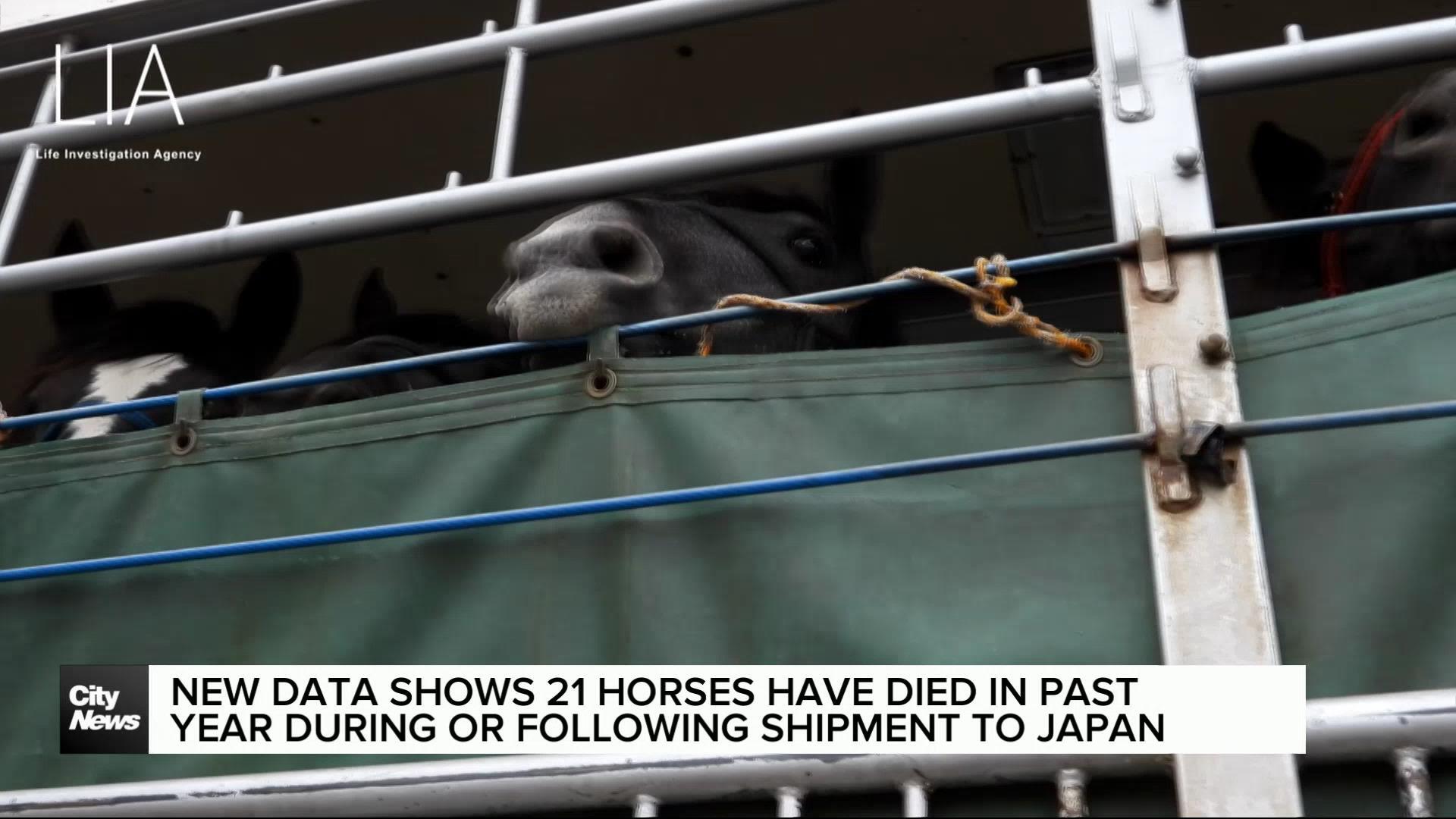 New data further outlines horrors of live horse exportation