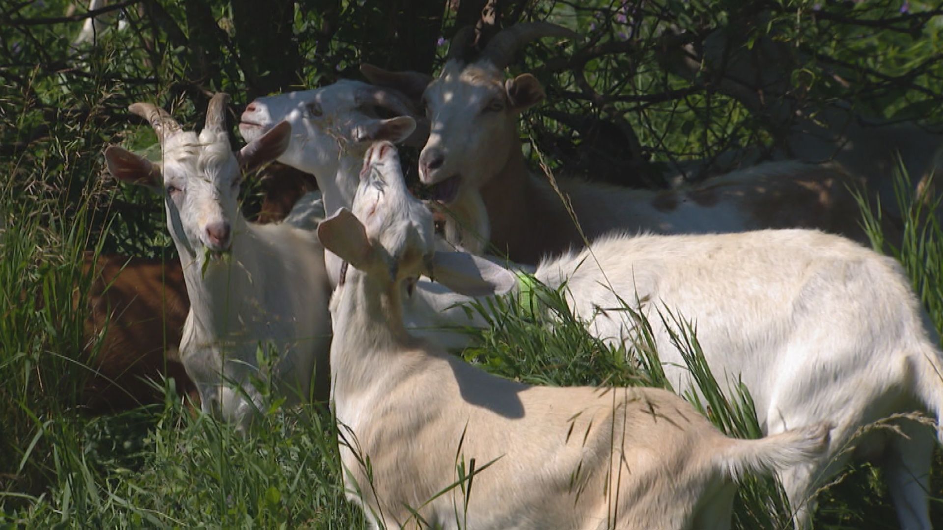 Goats sink their teeth into balancing a local ecosystem