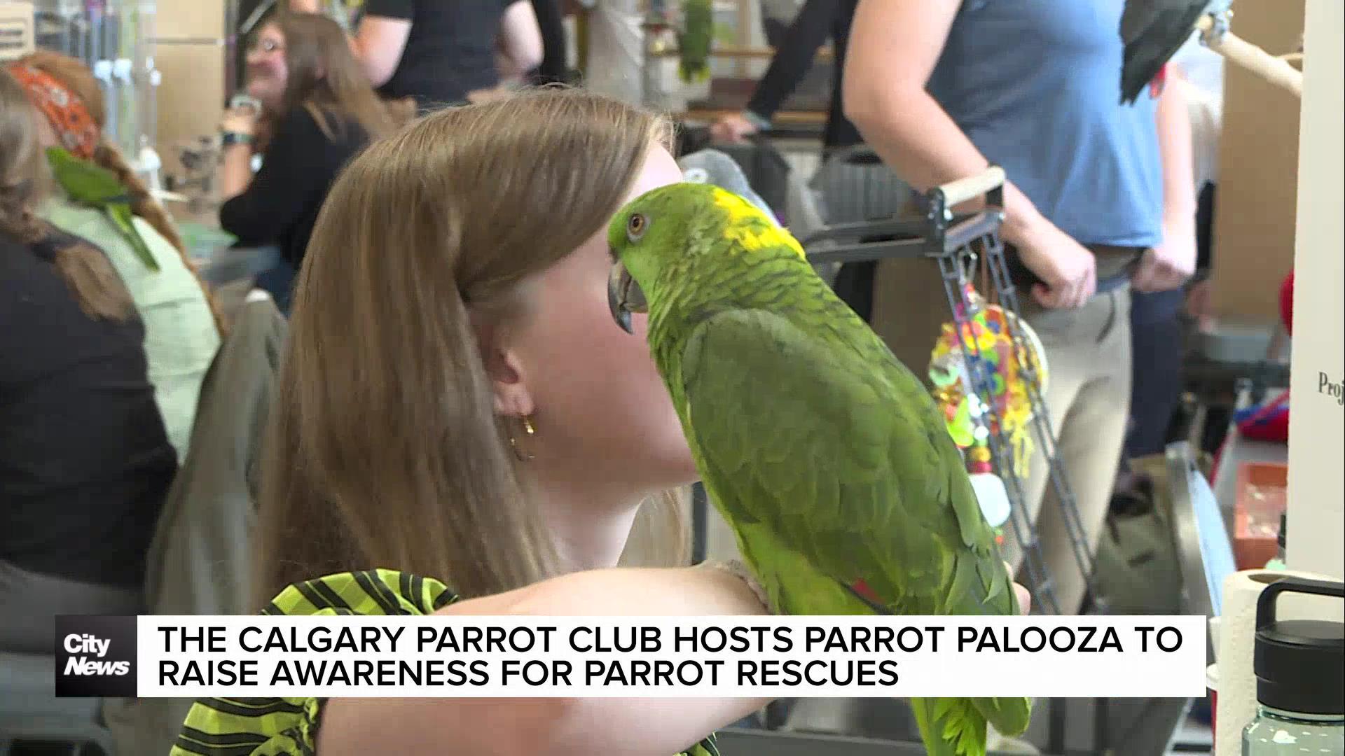 The Calgary Parrot Club hosts Parrot Palooza to raise awareness for parrot rescues