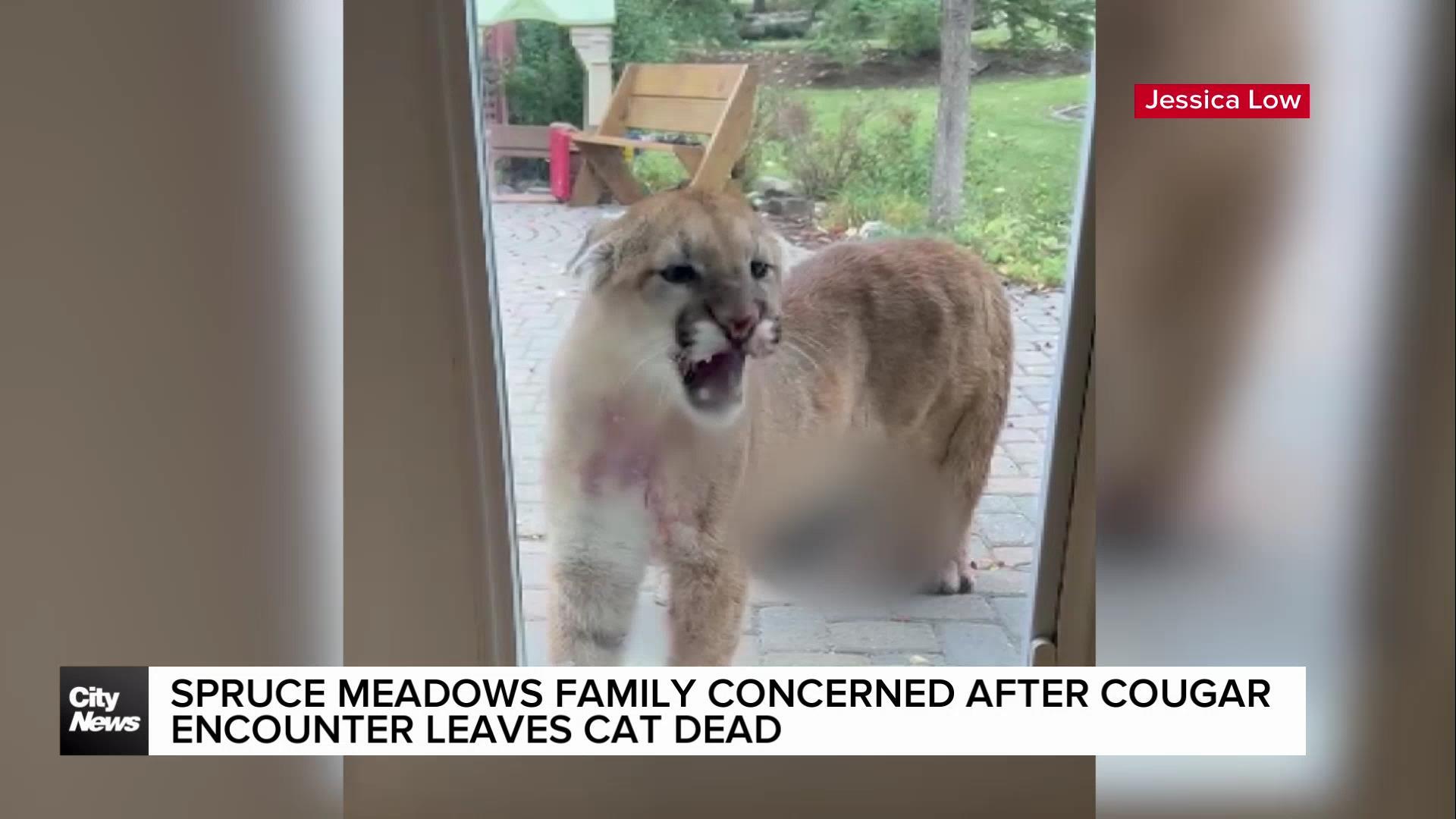 Spruce Meadows family concerned after cougar encounter leaves cat dead