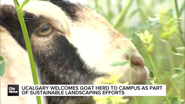UCalgary welcomes goat herd to campus as part of sustainable landscaping efforts