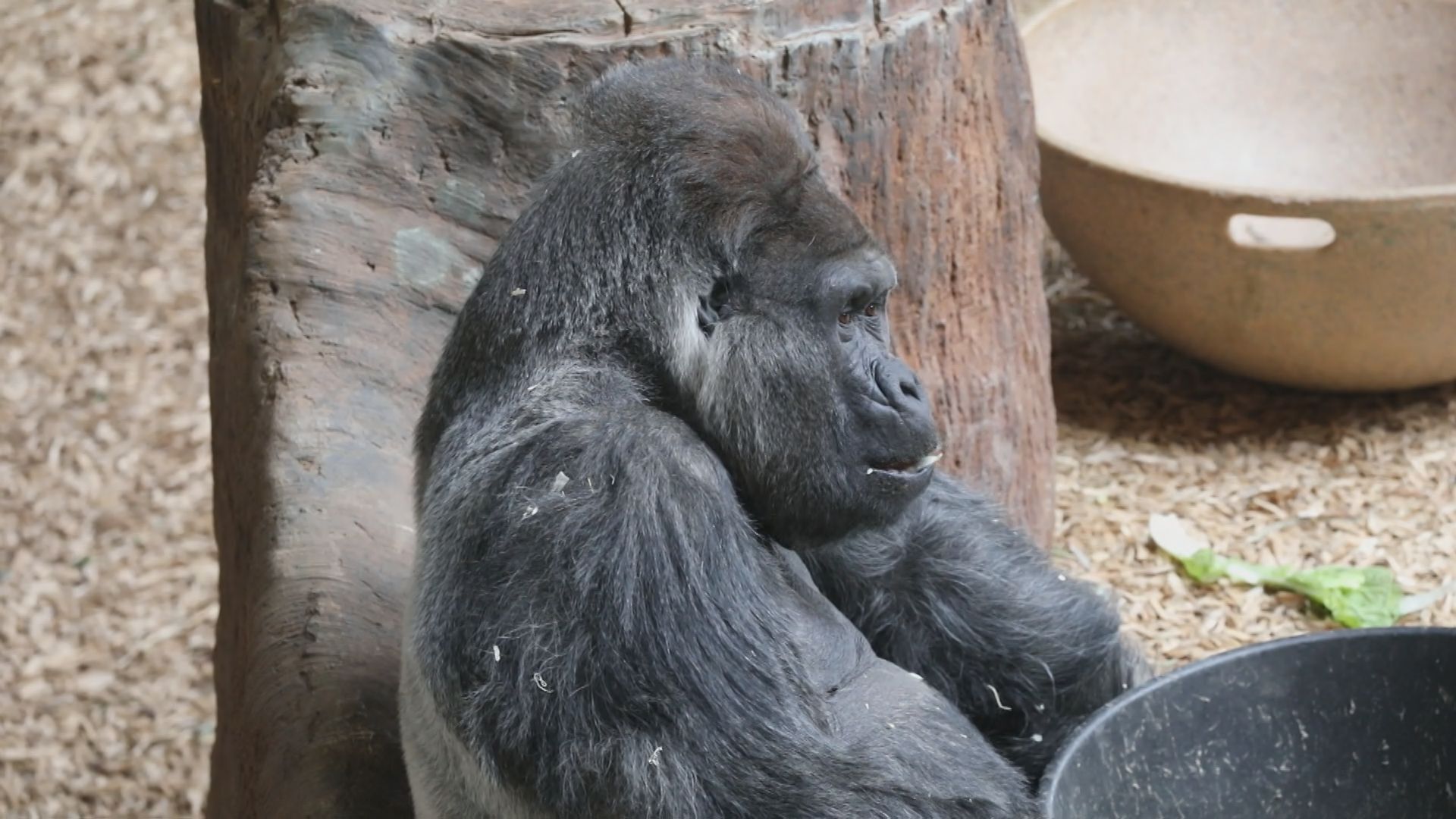 Toronto Zoo mourning the loss of Charles the beloved silverback gorilla