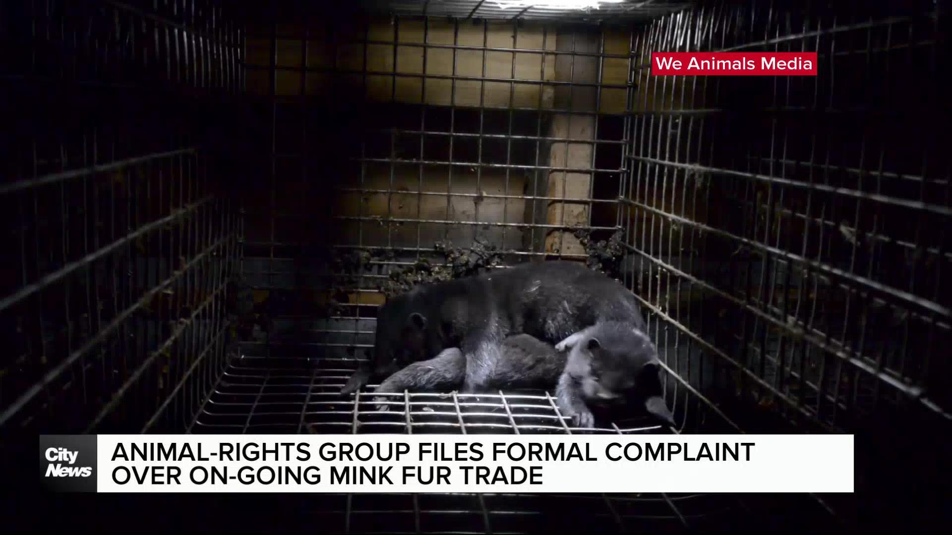 Animal advocates file complaint over Manitoba mink farms