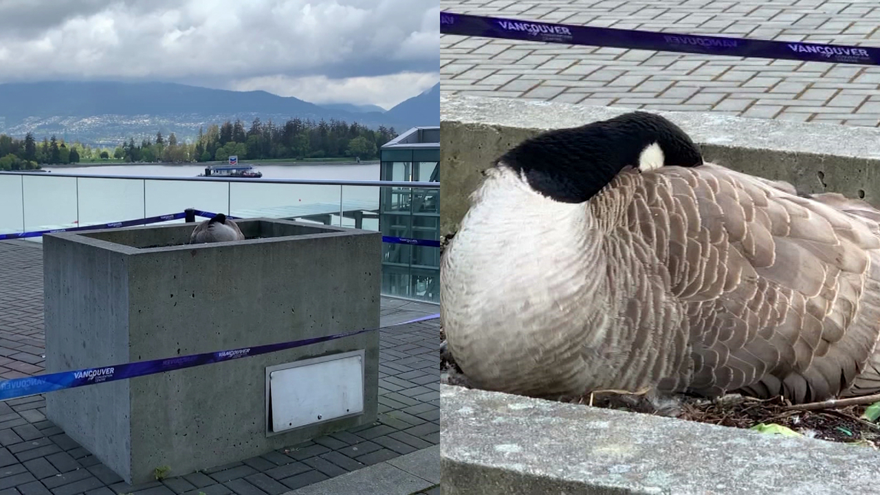 Canada goose 2024 vancouver downtown