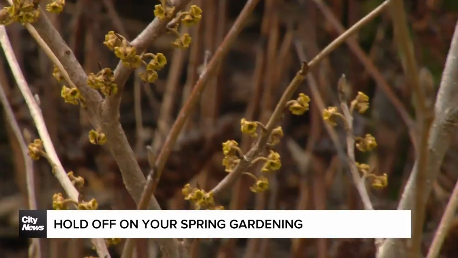Hold off on you spring gardening