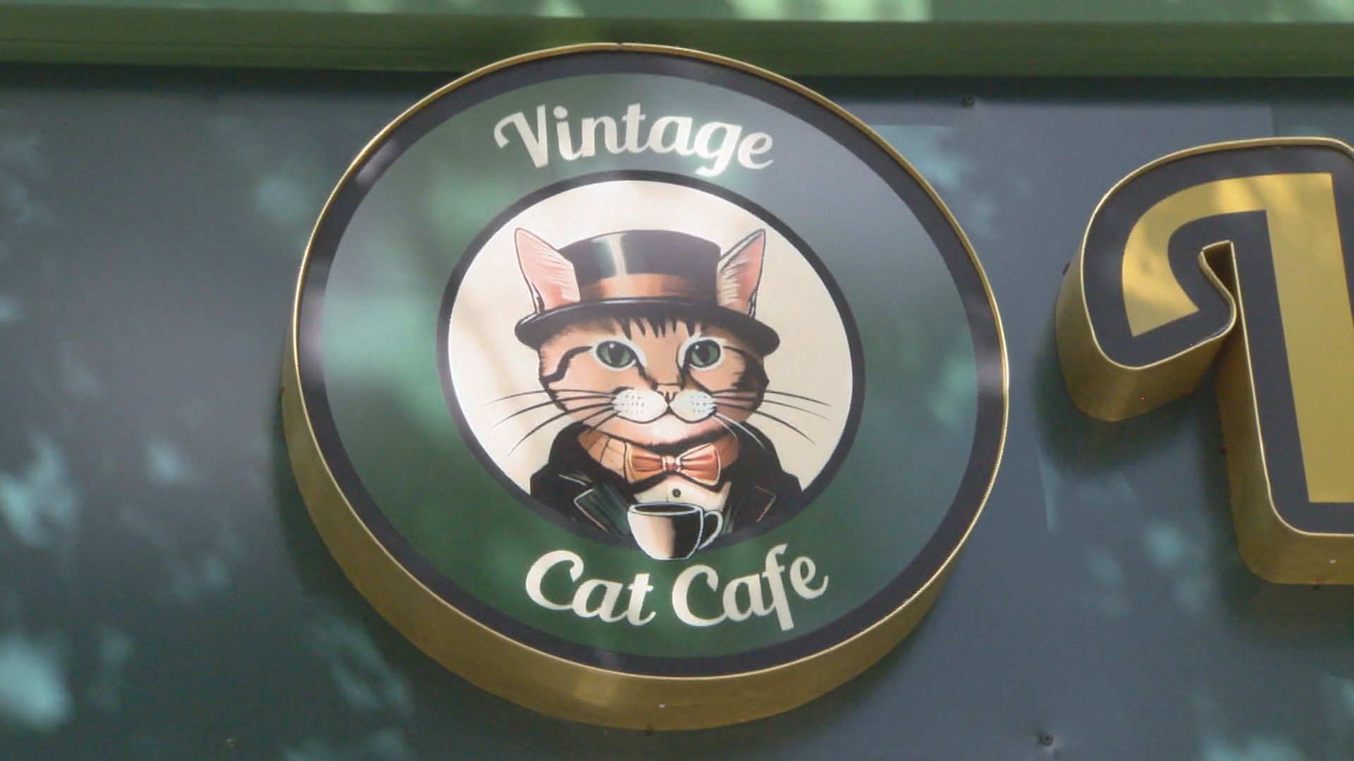 Cat Café a "purrfect" spot for a coffee break