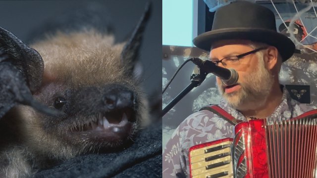 Local bands fundraise to save bats in B.C.