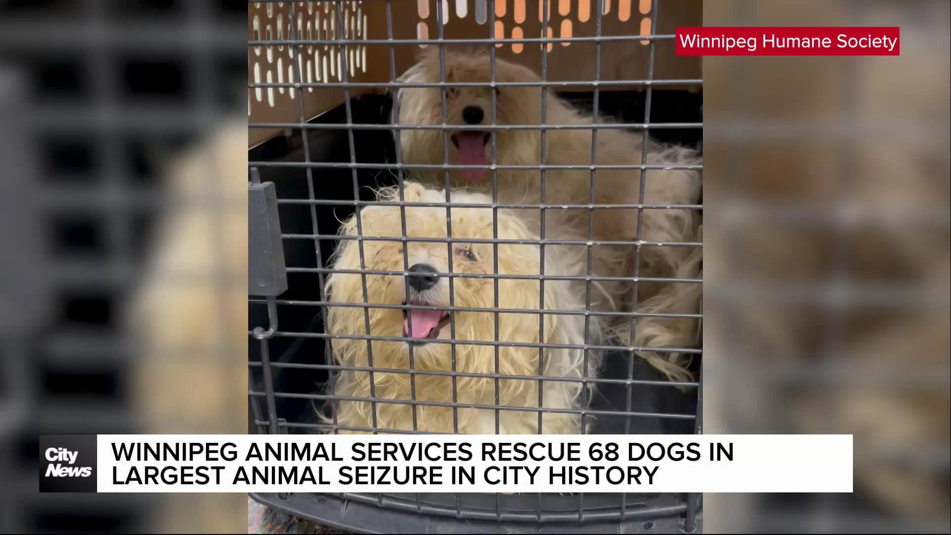 68 dogs rescued from Winnipeg home