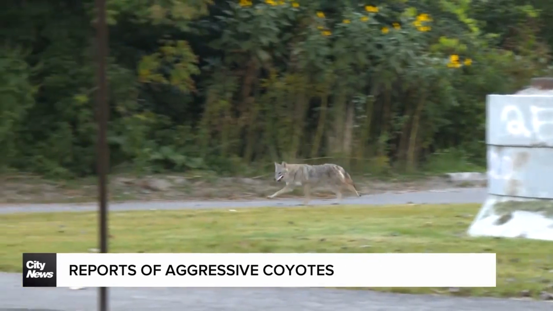 Aggressive coyotes reported in Liberty Village