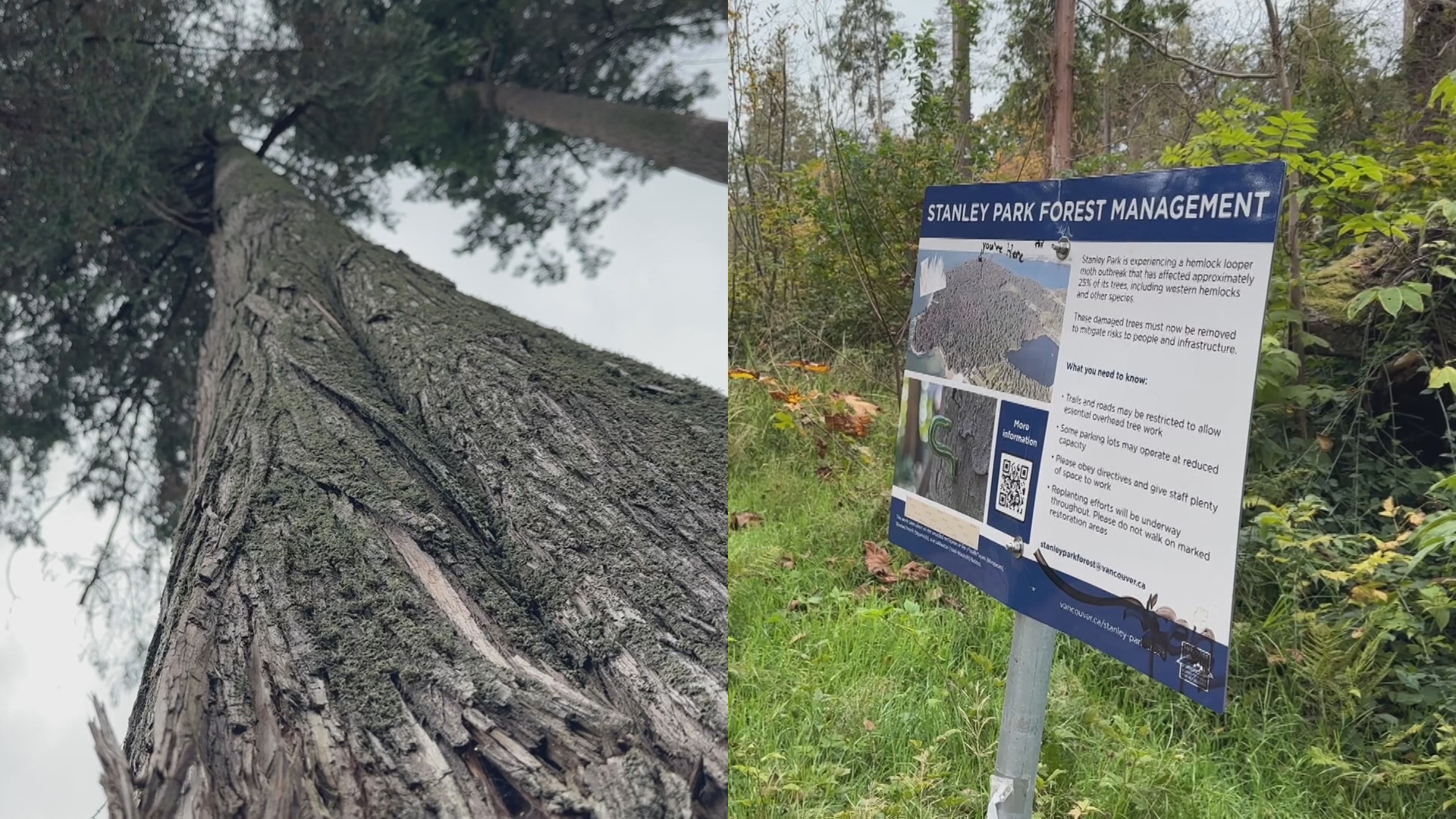 Vancouver Park Board to continue Stanley Park looper moth logging