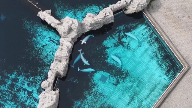 Beluga whale transferred from Marineland to Chicago aquarium dies