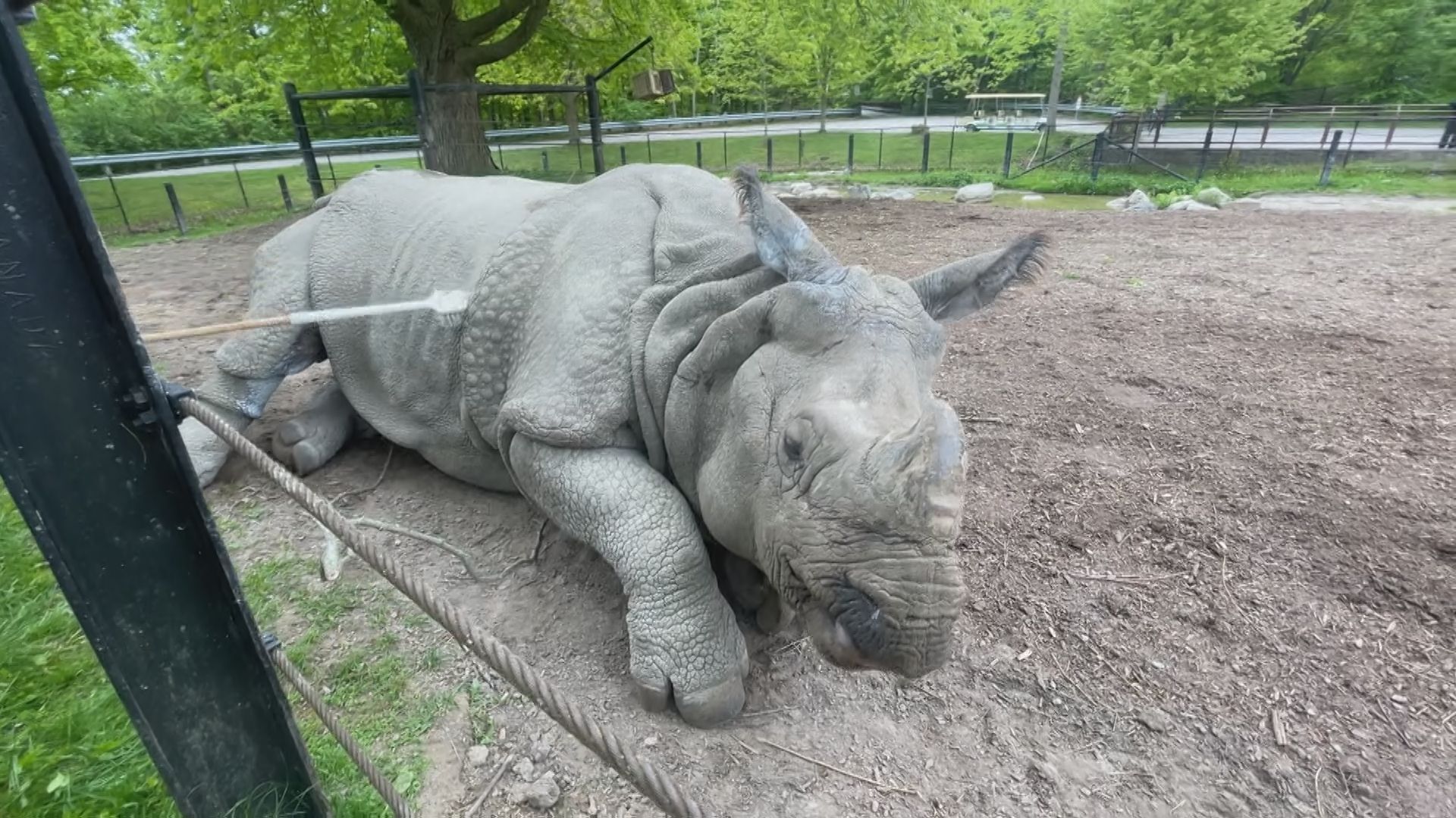 Toronto Zoo's 4,000-pound rhino heading to sunny Florida