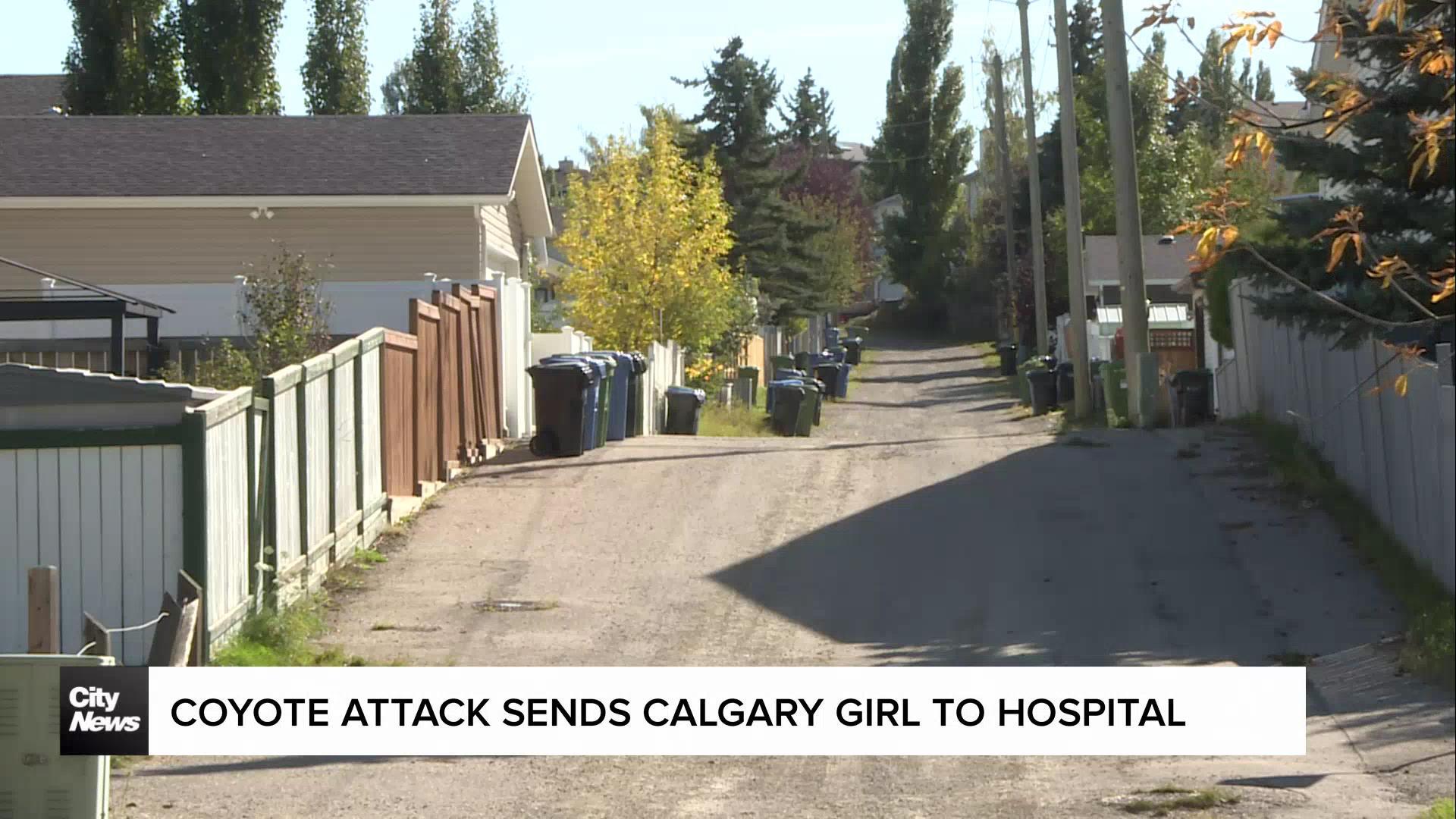 Coyote attack sends Calgary girl to hospital