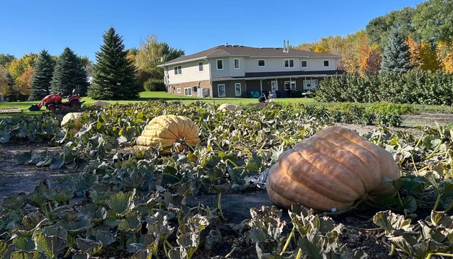 Manitoba grower breaks own pumpkin record with 1,725-pound winner