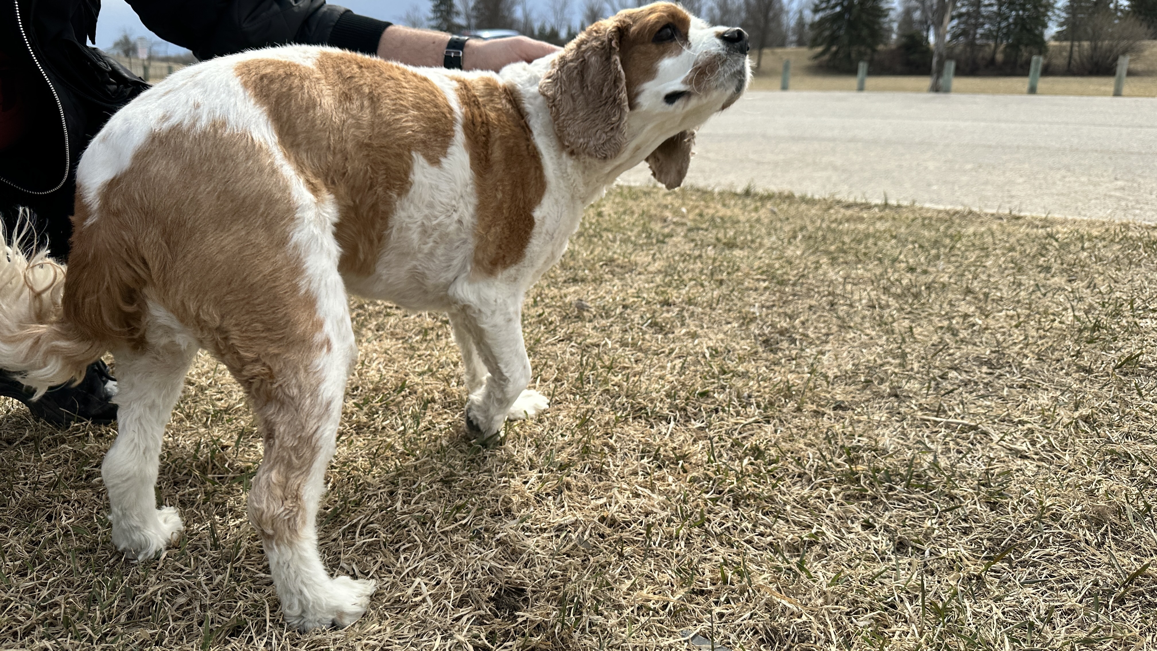Pet owner shares story of dog poisoning at Winnipeg park