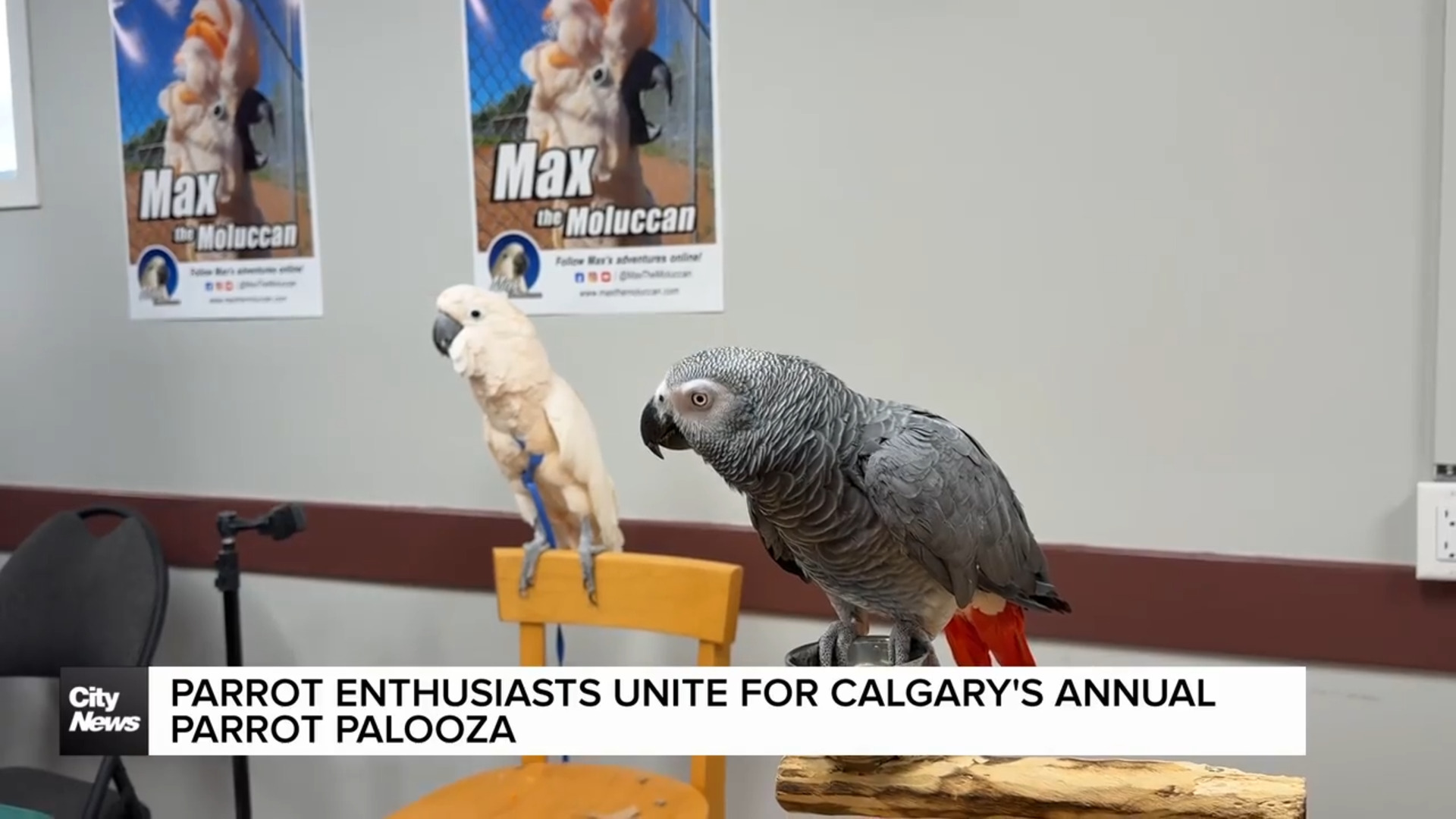 Stunning Urban Parrot Enthusiasts Network image
