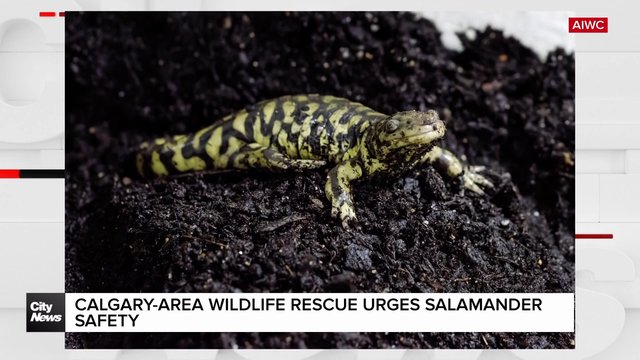 Calgary-area wildlife rescue urges salamander safety