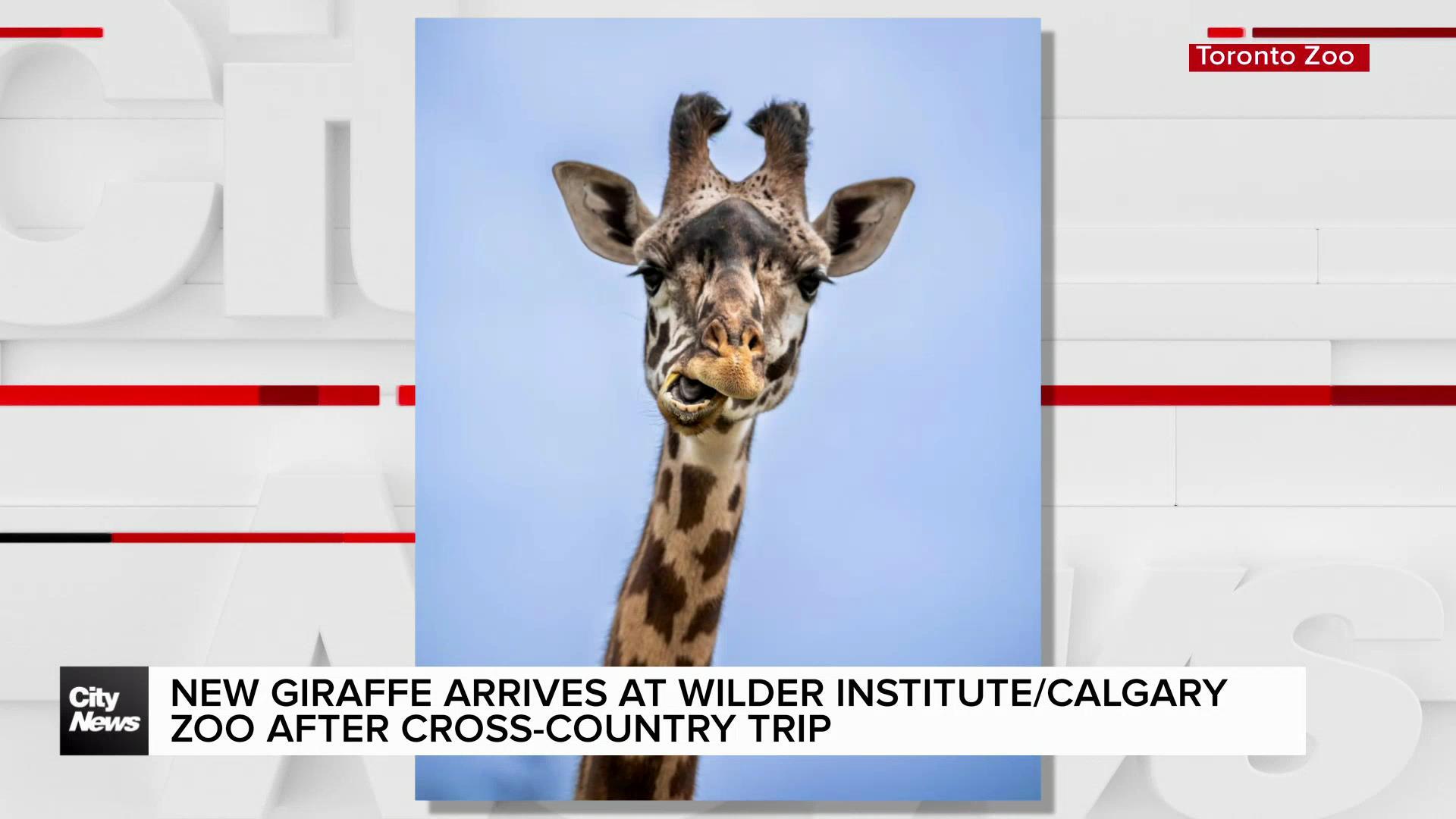 New giraffe arrives at Wilder Institute/Calgary Zoo after trans-Canada trip