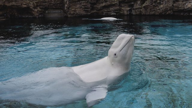 No captive whales or dolphins remain in Canada as Marineland completes relocation