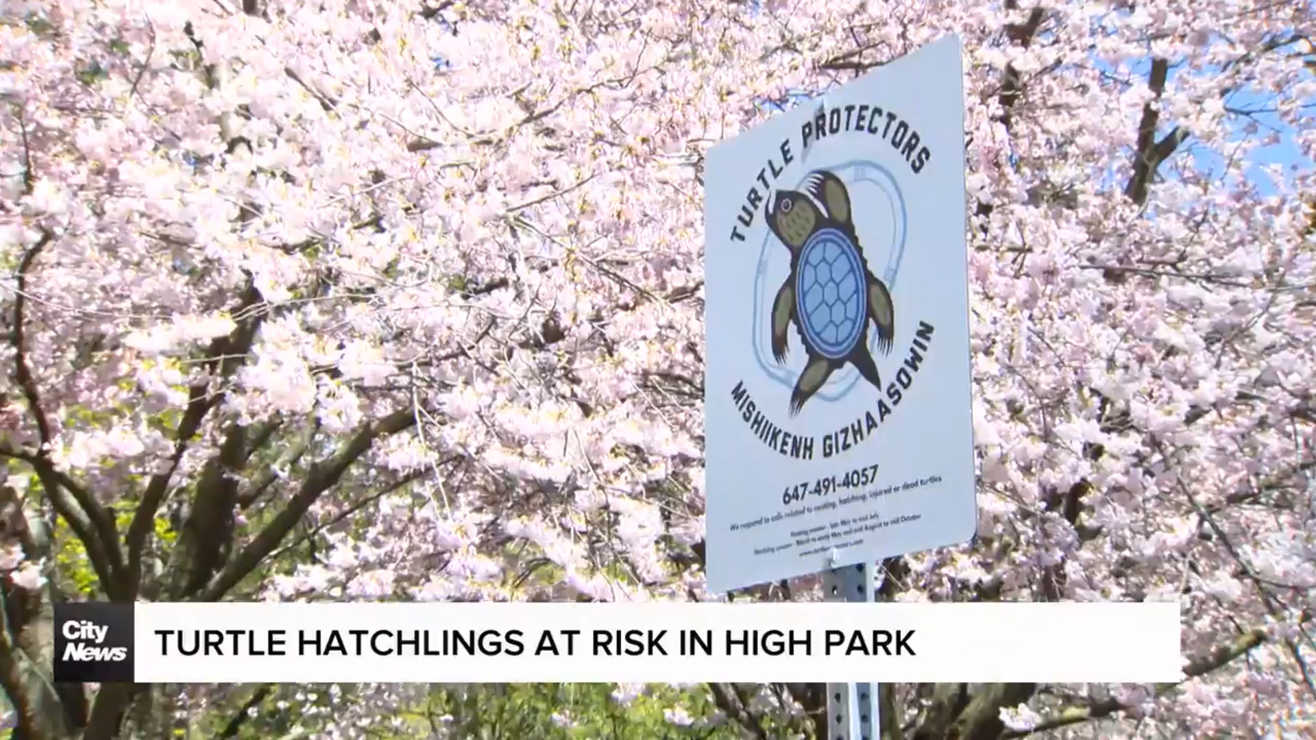 Turtle hatchlings at risk in High Park