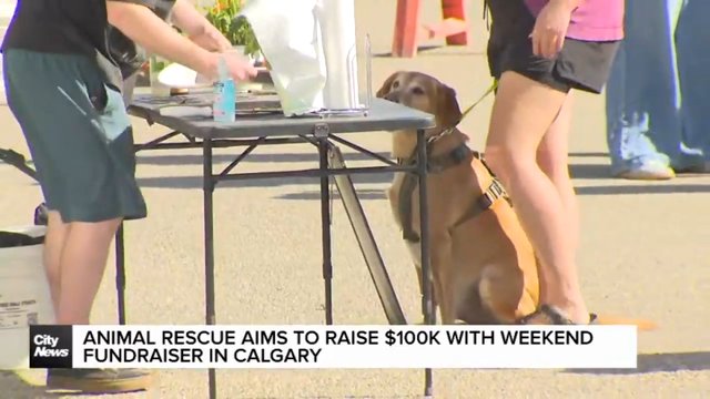Animal rescue aims to raise $100K with weekend fundraiser in Calgary