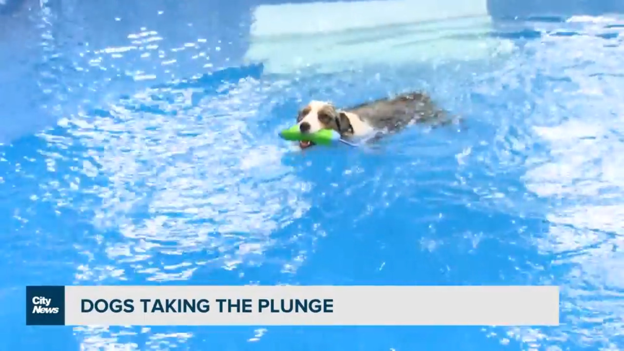 Puppy pool clearance near me