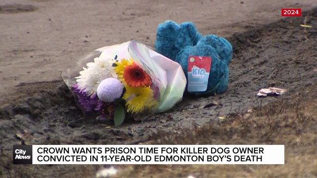 Crown wants prison time for Edmonton dog owner in 11-year-old's death