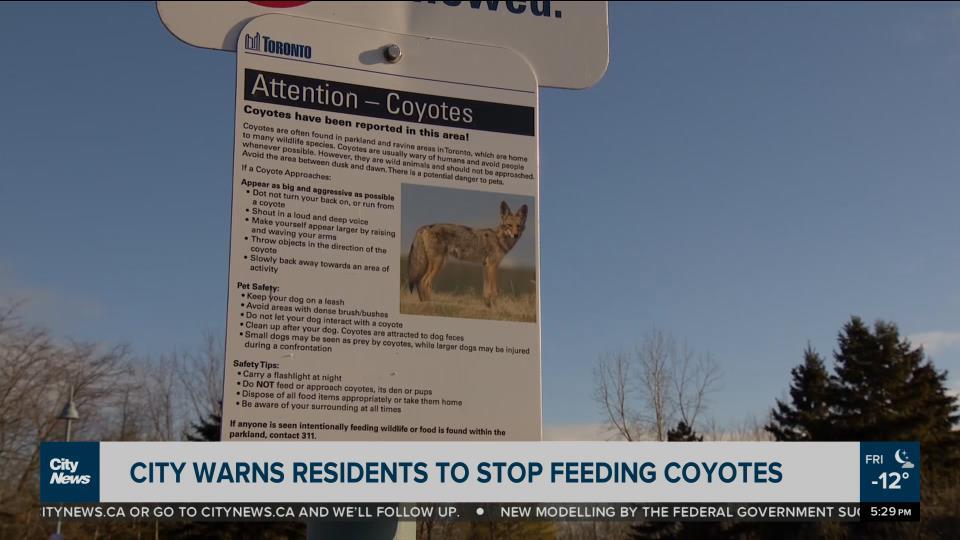 Residents urged not to feed coyotes after food reportedly left in