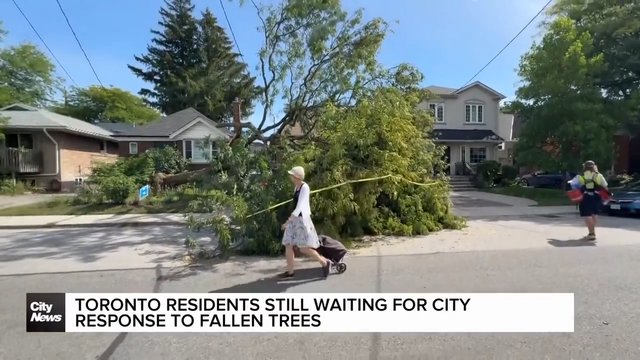 Toronto residents still waiting for city's response to fallen trees