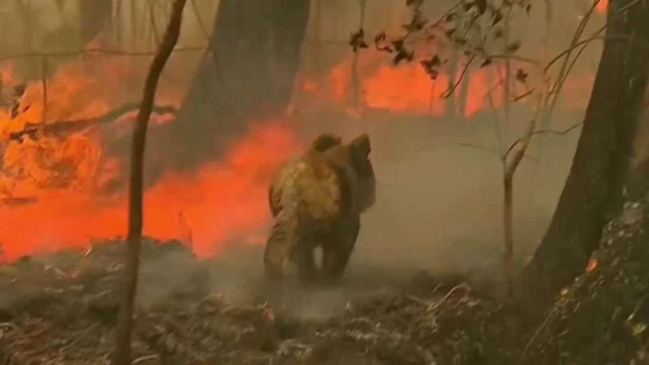 480M animals potentially killed in Australia wildfires | CityNews Toronto