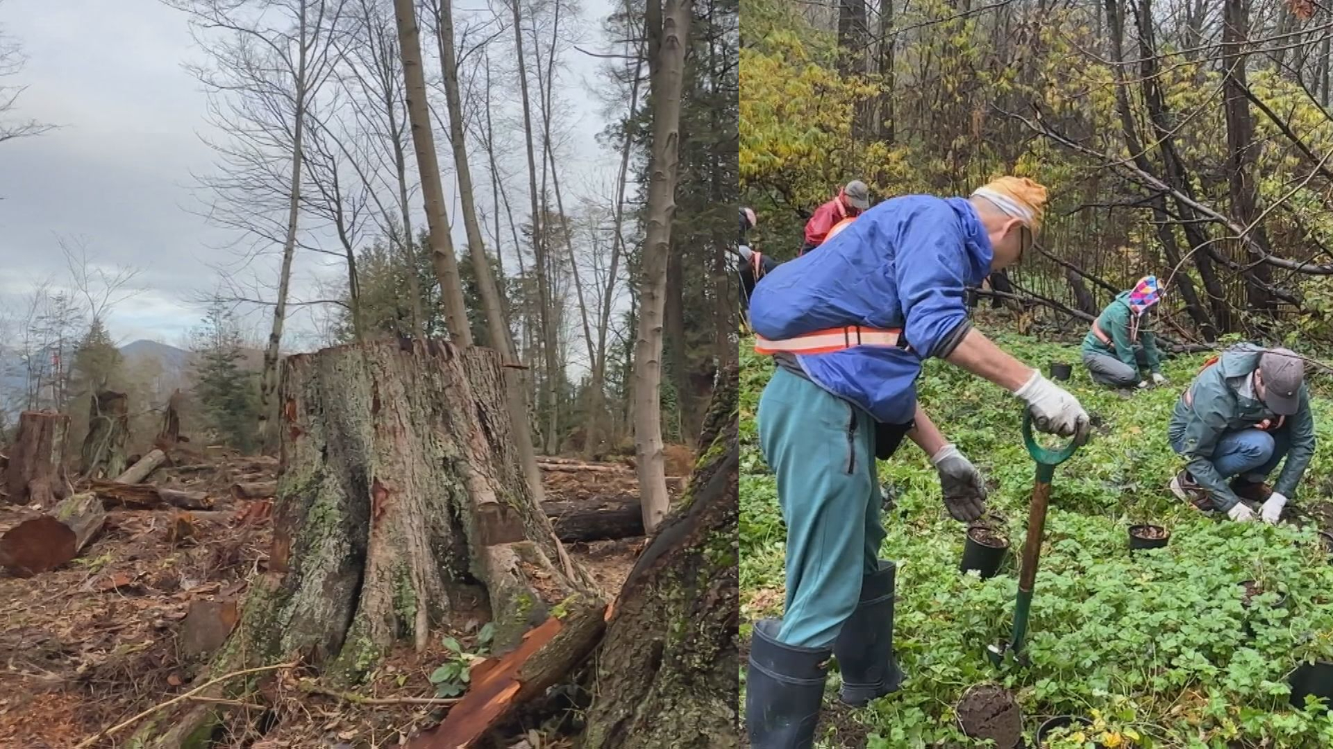 Volunteers plant native shrubbery in Stanley Park to help restore forest