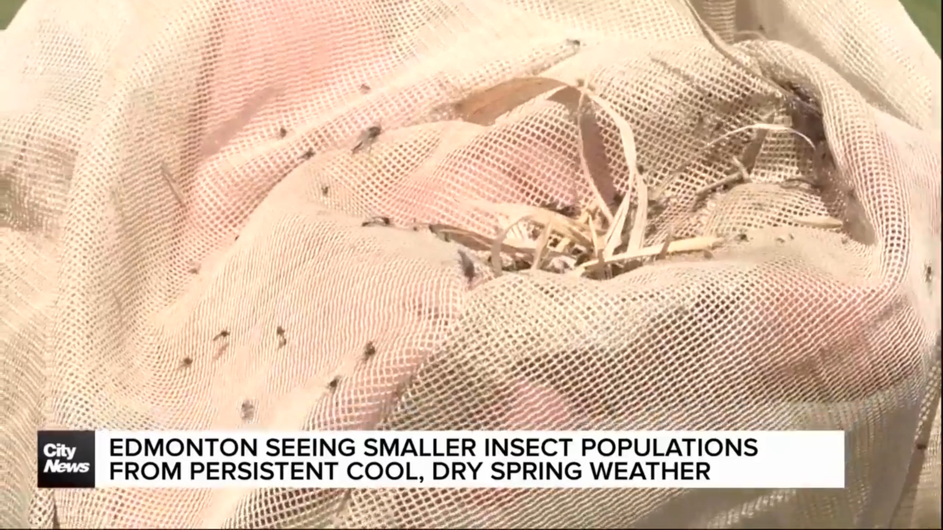 Edmonton seeing smaller insect populations