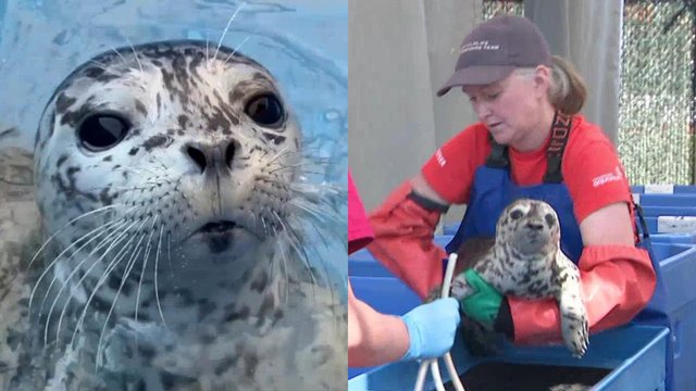 Harbour seal pups take over Vancouver Aquarium Marine Mammal Resuce Society