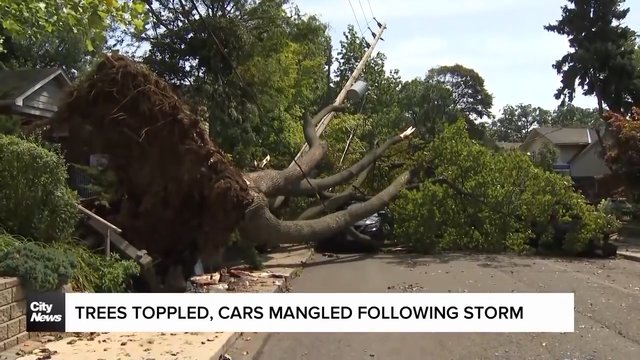 Massive tree completely uprooted by Toronto storm