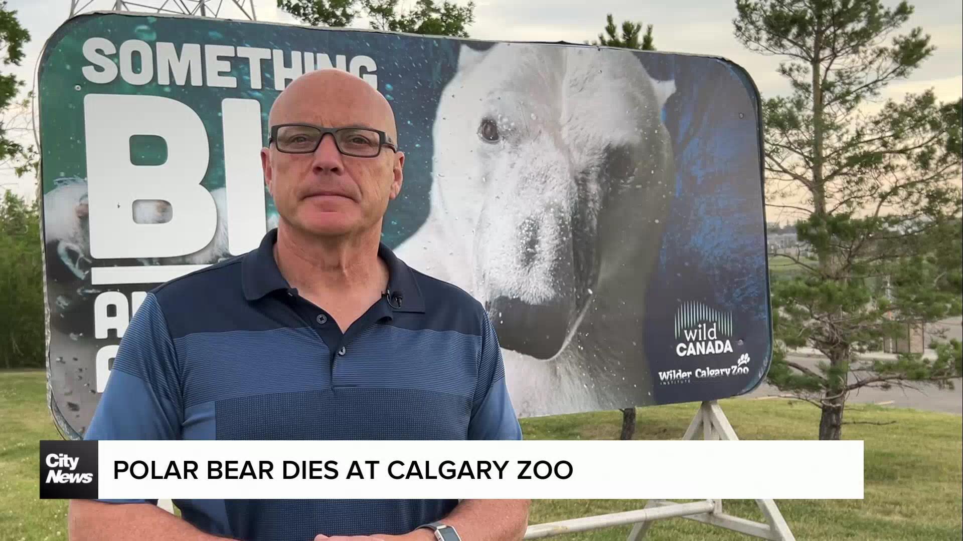 Polar bear dies at Calgary Zoo
