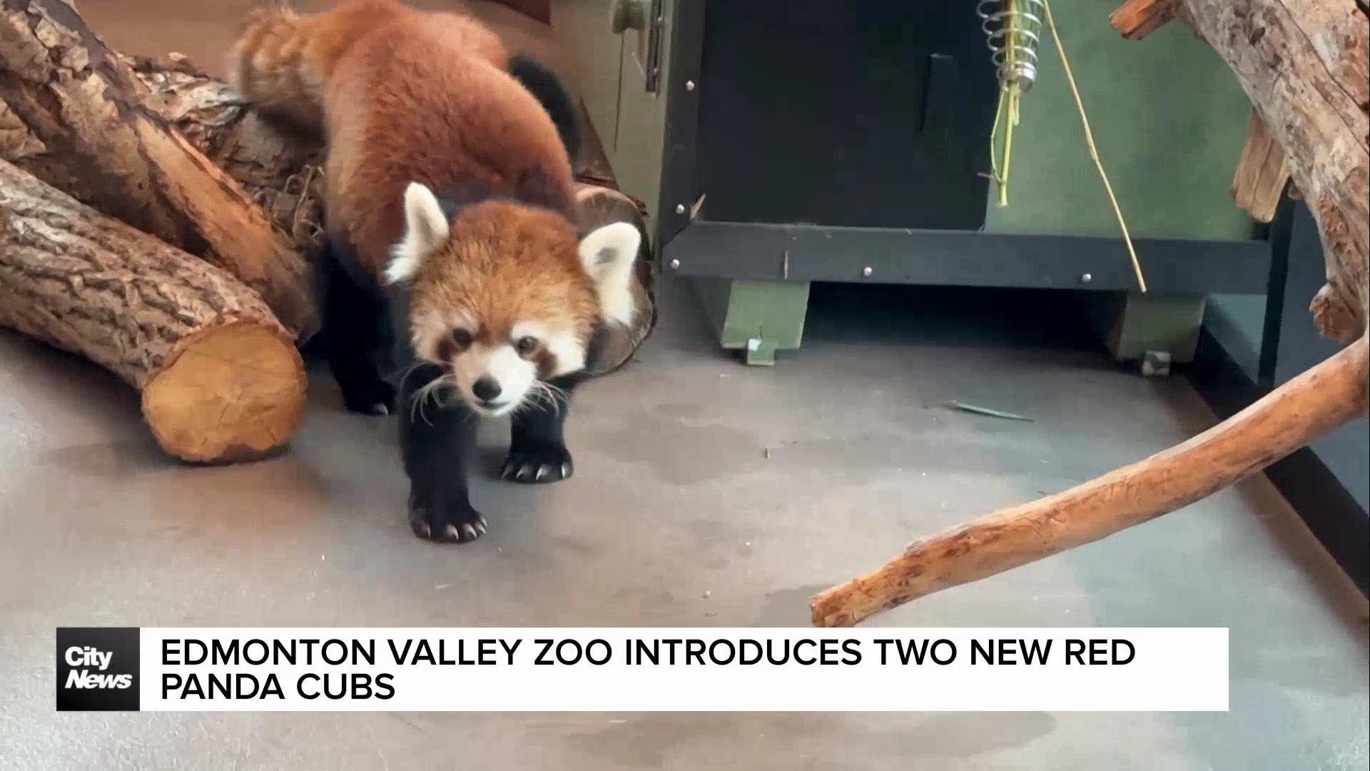 Two un-bear-ably cute red pandas are introduced to Edmonton Valley Zoo